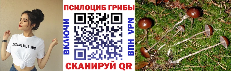 Купить закладки  Люберцы  Псилоцибиновые грибы Cubensis 