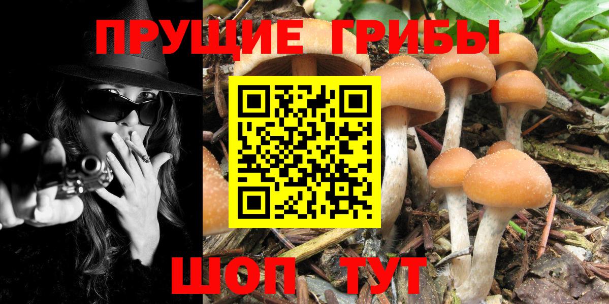 Псилоцибиновые грибы прущие грибы  Люберцы 